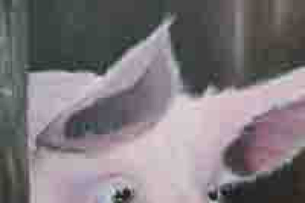 Stinky Pinky Porker