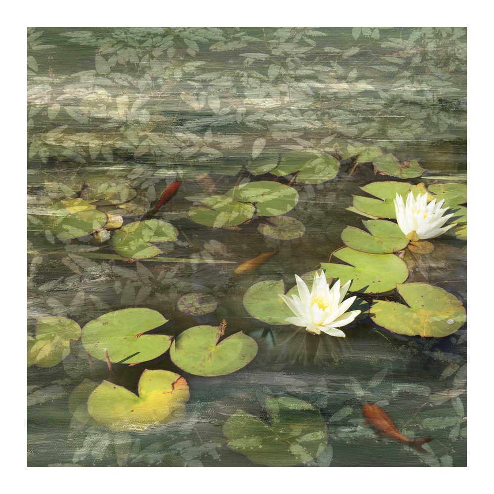 Pond Life