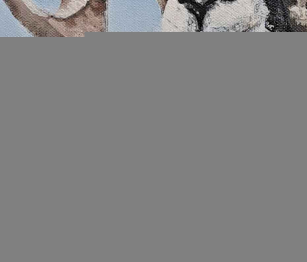 Swaledale sheep