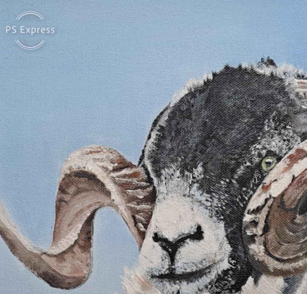 Swaledale sheep