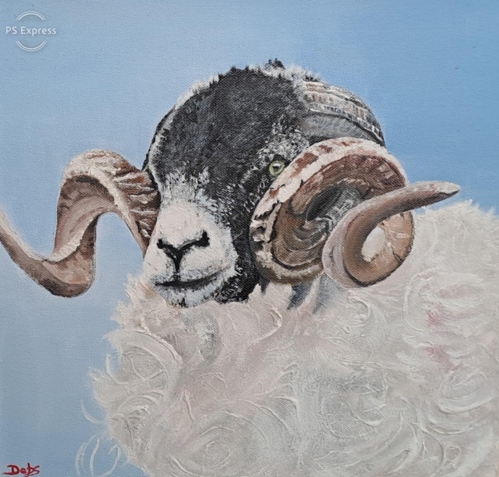 Swaledale sheep