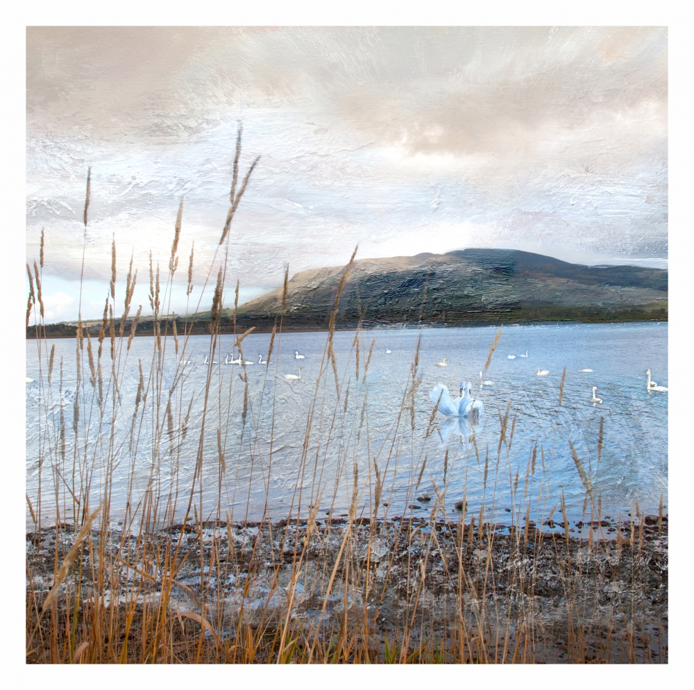 The Swans of Loch Leven