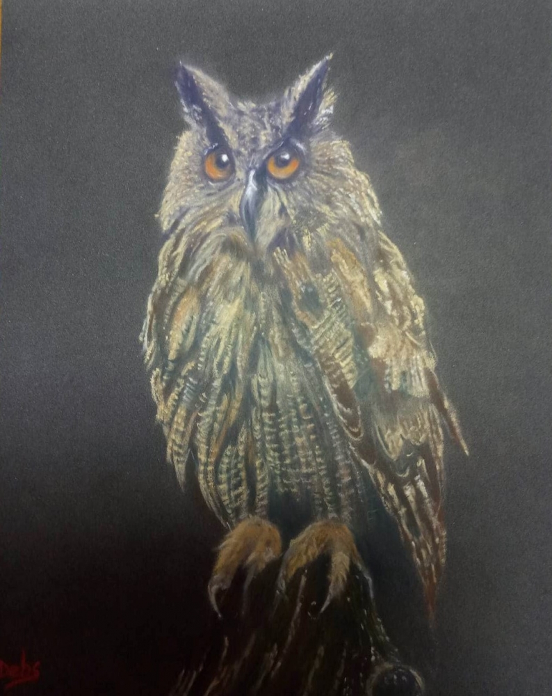 Tawny Owl