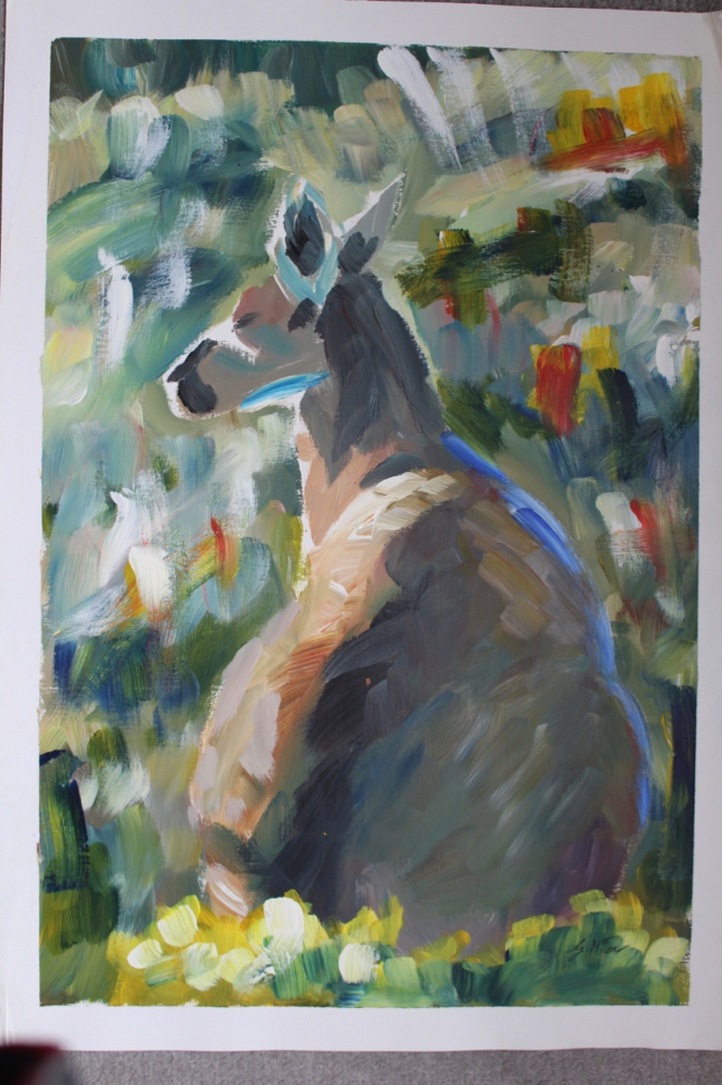 Grey Kangaroo