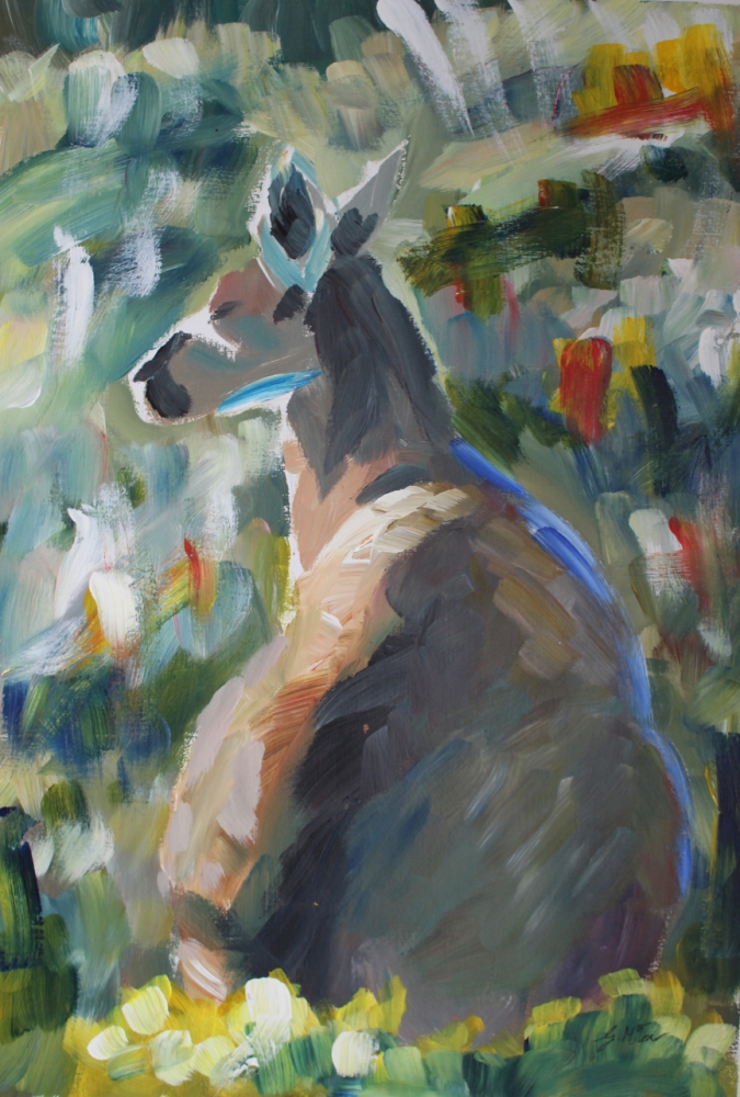 Grey Kangaroo