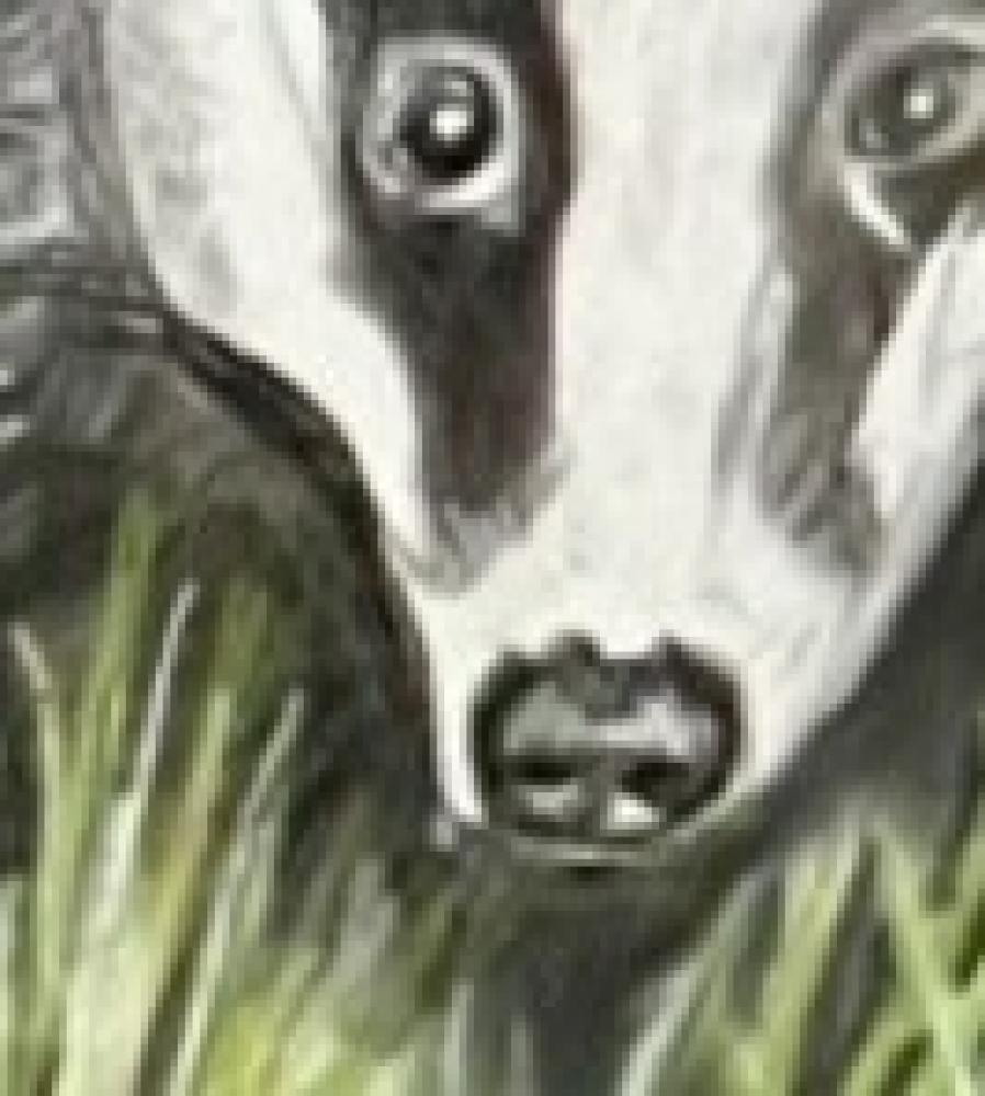 Badger in the grass