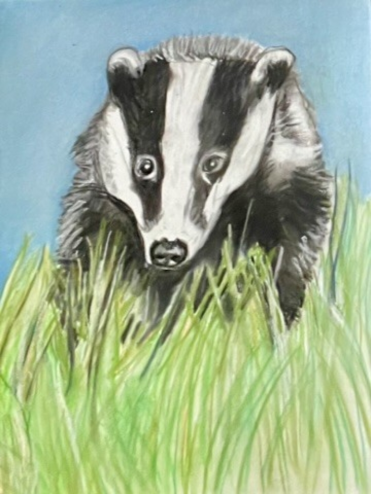 Badger in the grass
