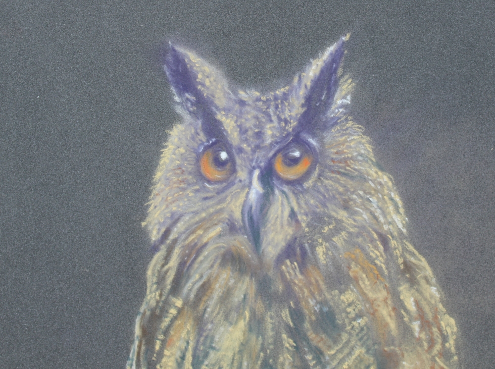 Tawny Owl