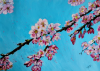 Cherry Blossom