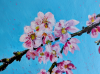 Cherry Blossom