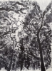 Gentle Forest