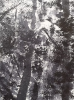 Gentle Forest