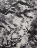 Gentle Forest