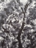 Gentle Forest