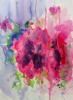Pelargonium 