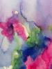 Pelargonium 