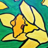 Daffodils