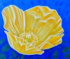 Poppy in the rain 