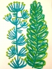 Mediterranean Plants
