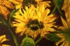 Aging Sunflowers
