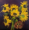 Aging Sunflowers