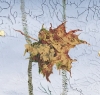 Autumn Bee