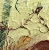 Autumn Bee