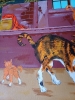 Cats and Dog