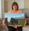 Belted galloways