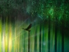 Eye of the Forest