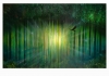 Eye of the Forest