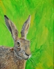 English Hare