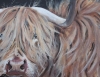 Highland beastie