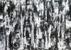 Birch tree