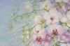 Blossoming Orchids