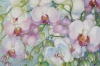 Blossoming Orchids