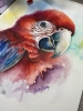 Crimson Majesty | Original Watercolor Painting | Scarlet Macaw | A3 Size