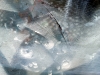 Echoes of the Inner Horizon