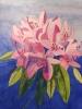 Pink rhododendron watercolour painting 