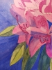 Pink rhododendron watercolour painting 