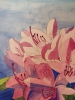 Pink rhododendron watercolour painting 