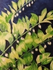 Solomon's Seal watercolour painting 