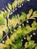 Solomon's Seal watercolour painting 