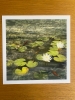 Pond Life