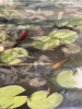 Pond Life