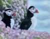 Puffins amongst sea thrift