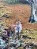 The Fox the Waterfall and the Winter Tree