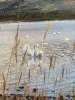 The Swans of Loch Leven