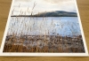 The Swans of Loch Leven