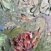 Textured Water Lily Garden 
